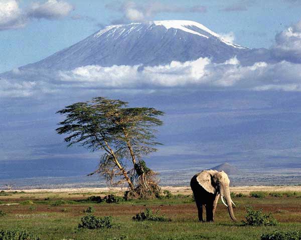 mount kilimanjaro and clouds background color elephant greenery trees