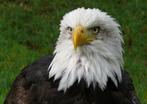 american eagle color photo front piercing gaze and beak natural green background